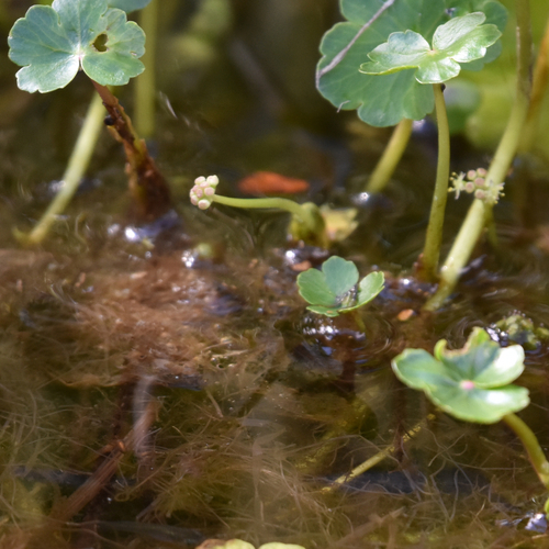 Hydrocotyle ranunculoides
