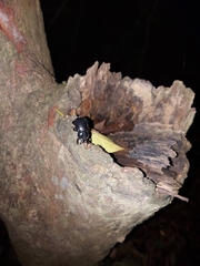 Eophileurus chinensis