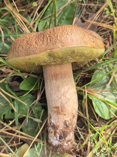 King Bolete
