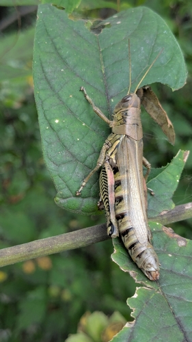 Differential Grasshopper