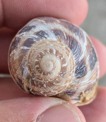 Garden Snail