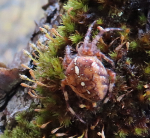 Cross Orbweaver