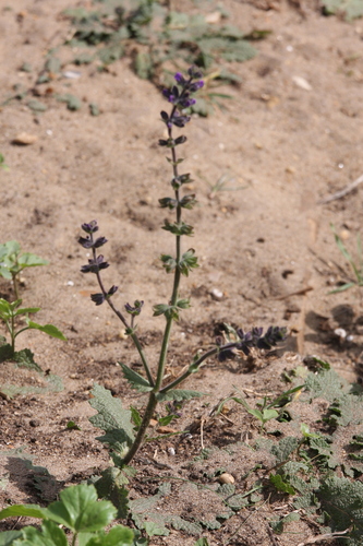 Salvia verbenaca, photograph 5