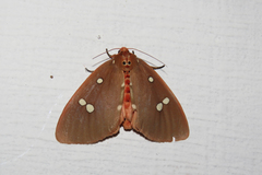 Tinolius eburneigutta