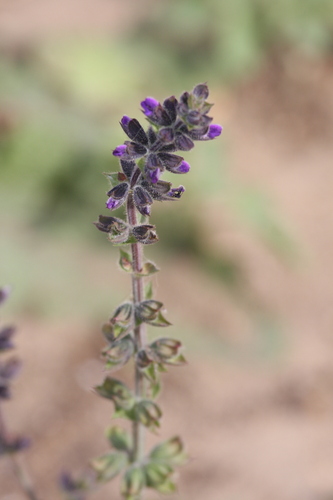 Salvia verbenaca, photograph 4