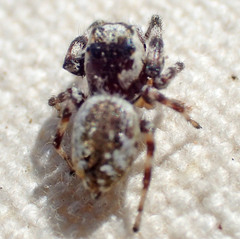 Metaphidippus chera