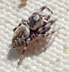 Metaphidippus chera