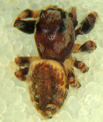 Metaphidippus chera