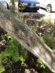 Punica granatum