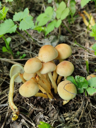 Sulphur Tuft