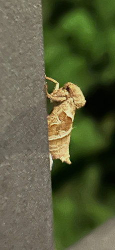 Orange Swift