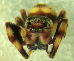 Metaphidippus chera