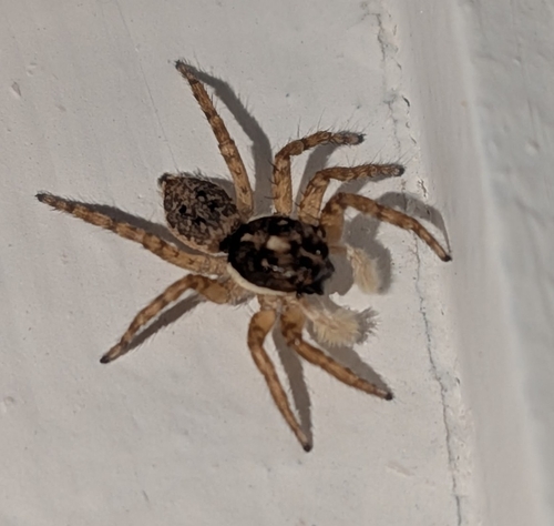 Half-edged Wall Jumping Spider
