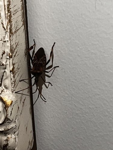 Western Conifer Seed Bug
