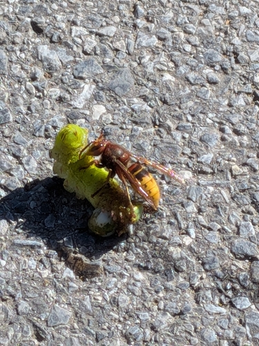 European Hornet