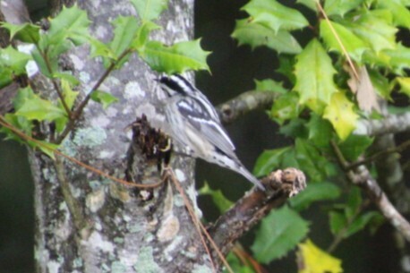 Black-and-white Warbler