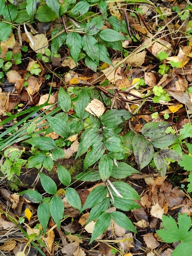 Lathyrus vernus
