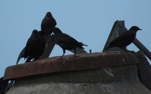 Spotless Starling
