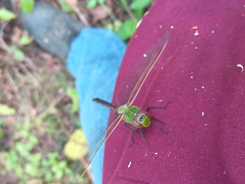 Common Green Darner