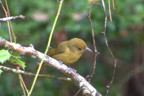 Summer Tanager
