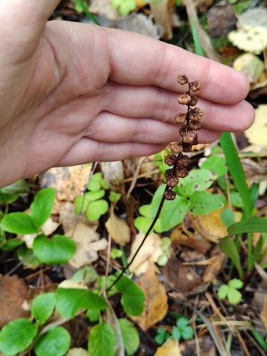 Pyrola minor, photograph 1
