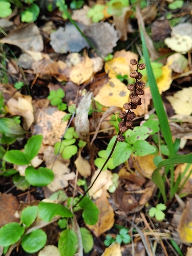 Pyrola minor, photograph 2