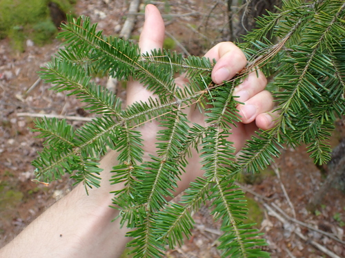 Abies balsamea, photograph 5