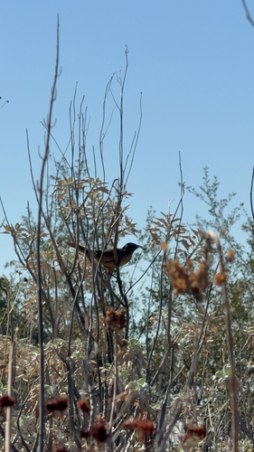 California Thrasher