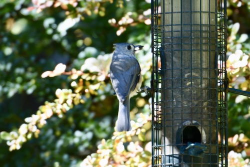 Tufted Titmouse