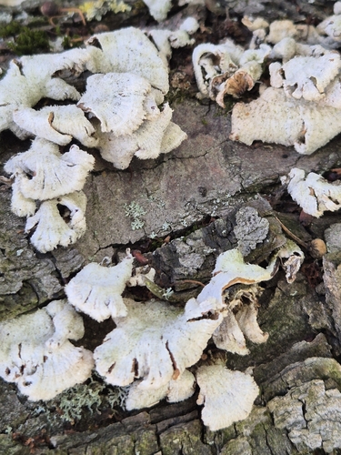 splitgill mushroom