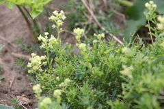 (c) olmagon, some rights reserved (CC BY) Reseda lutea, photograph (c) olmagon, some rights reserved (CC BY)