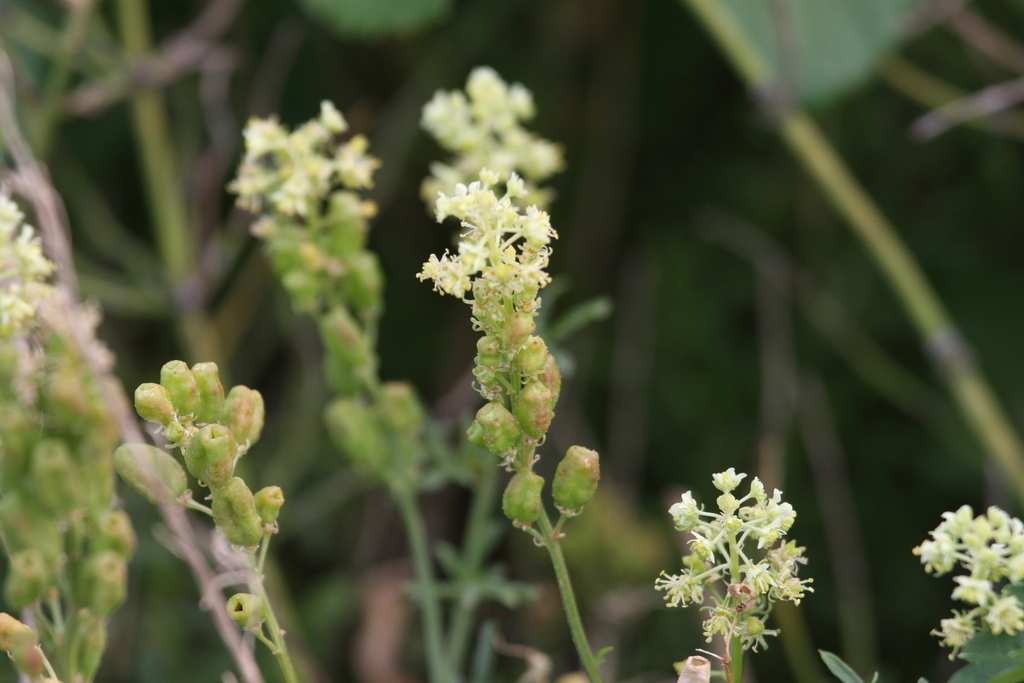 Reseda lutea; photograph (c) olmagon, some rights reserved (CC BY)