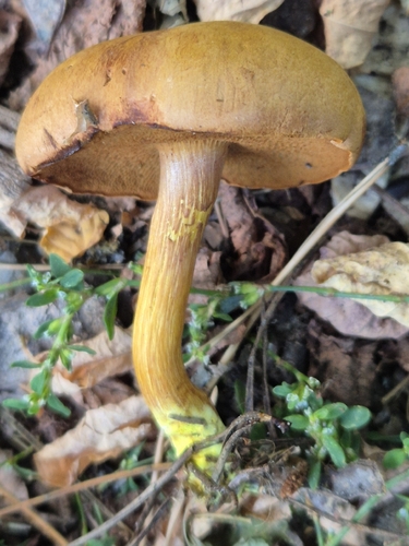 Peppery Bolete