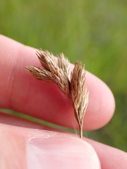 Carex scoparia