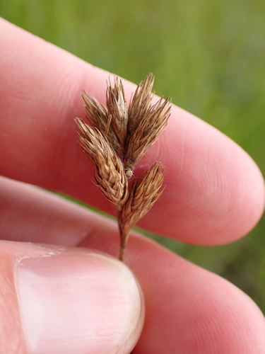 Carex scoparia, photograph 2