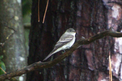 Eastern Wood-Pewee