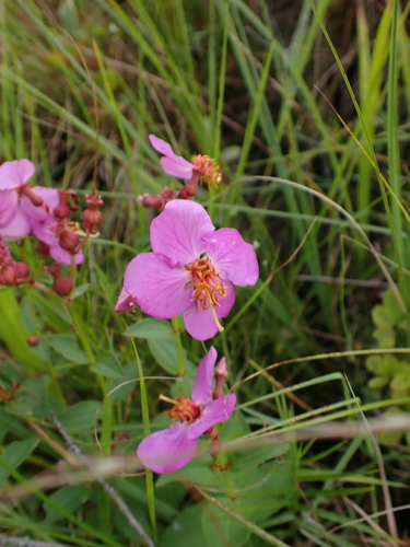 Rhexia virginica, photograph 1