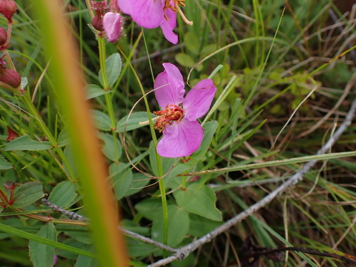 Rhexia virginica