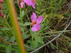 Rhexia virginica