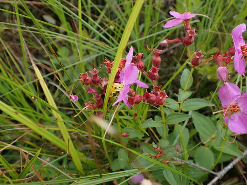 Rhexia virginica, photograph 2