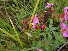 (c) Steven Lamonde, some rights reserved (CC BY) Rhexia virginica, photograph (c) Steven Lamonde, some rights reserved (CC BY)