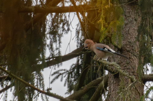 Eurasian Jay