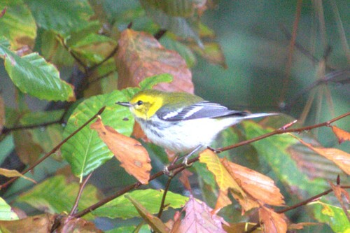 Black-throated Green Warbler