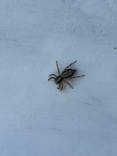 Gray Wall Jumping Spider