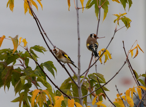 European Goldfinch