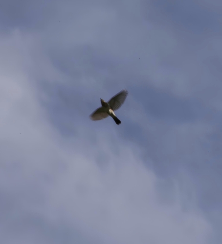 Fieldfare