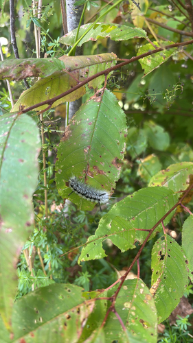 Hickory Tussock Moth