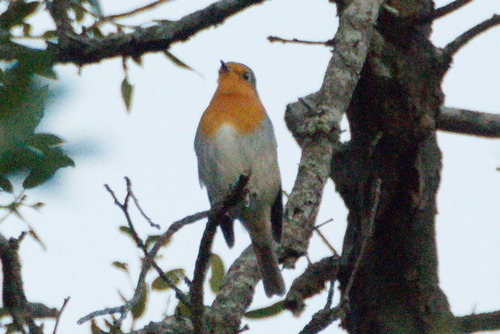 European Robin