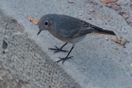 Black Redstart