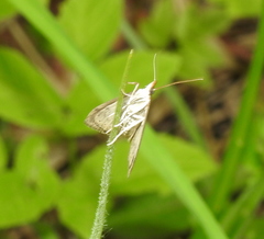 Udea accolalis